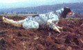 Setter Anglais FRANCINI'S SAIL Setter Anglais FRANCINI'S SAIL